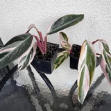 Сингониум Пинк с детками — pot, vase (photo 3)