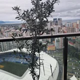 Оливковое дерево 160 см — patio (photo 2)