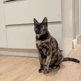 Кошка в добрые руки — Egyptian cat, tabby (photo 2)