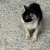 Котенок в добрые руки — tabby, Egyptian cat (photo 1)