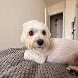 Джинсы с интересным дизайном — West Highland white terrier, Norfolk terrier, Maltese dog (photo 3)