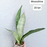Растения в горшках (сингonium, хойя) — pot, ear (photo 3)
