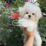 Собака (Мальтийская болонка/Лхаса) — Maltese dog, Lhasa (photo 1)