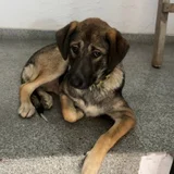 Щенок (потерялся) — Norwegian elkhound, malinois, Leonberg (photo 1)