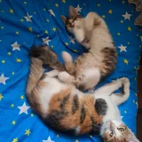 Котята в добрые руки (photo 8)