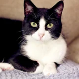 Кошка Николь — Egyptian cat, tiger cat (photo 4)