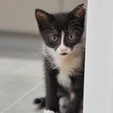 Котенок Гербера — Egyptian cat, tabby (photo 3)