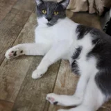 Кот Тихомир в добрые руки (photo 11)