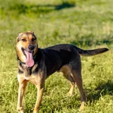 Собака Рекси в добрые руки — bluetick, Walker hound (photo 4)
