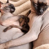 Сфинксы (мальчик и девочка) — Siamese cat (photo 2)