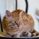 Котик Амур — tiger cat, tabby (photo 4)