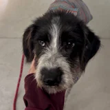 Щенок Снорби (4 мес) — Irish wolfhound (photo 2)