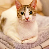 Кошка Орнелла — tabby, lynx, Egyptian cat (photo 5)