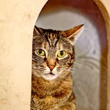 Кошка Фаня — tabby, tiger cat (photo 1)
