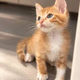 Котёнок Ирис в добрые руки — Egyptian cat, tiger cat, tabby (photo 1)