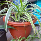 Домашнее растение — pot (photo 1)
