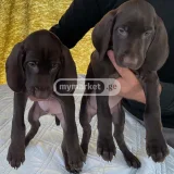 Собака — German short-haired pointer, Weimaraner (photo 4)