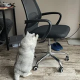 Стул кресло — Siberian husky, desk (photo 2)