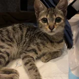 Котёнок девочка в добрые руки — Egyptian cat, tabby (photo 1)
