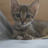 Котята породы египетский мау (photo 6)