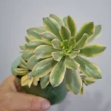 Женское счастье — pot (photo 4)