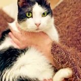 Кошка Шешем в добрые руки — feather boa, Egyptian cat (photo 3)
