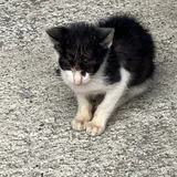 Котенок в добрые руки — Egyptian cat, tabby (photo 3)