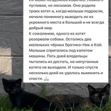 Котята Ник и Кай в добрые руки — schipperke, groenendael, web site (photo 4)