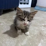 Котёнок — tabby, tiger cat, Egyptian cat (photo 2)