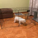 Клетка для собак — papillon, West Highland white terrier, Lhasa (photo 2)
