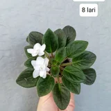 Колеус Coleus (photo 3)