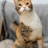 Кошка Кичи — tiger cat, Egyptian cat, tabby (photo 1)