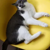Кот Тихомир в добрые руки — Egyptian cat, toy terrier (photo 1)