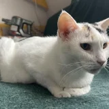 Кошки Плюшка и Айза в добрые руки — Siamese cat, Egyptian cat (photo 1)