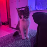 Котёнок мальчик, 1.5 месяца — Egyptian cat (photo 2)