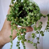 Цветы — pot (photo 4)