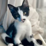 Котенок Шуф Jr — Egyptian cat (photo 5)