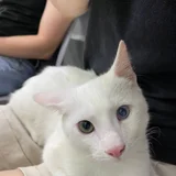 Котёнок Шмупсик (photo 1)