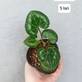 Растения Calathea Makoyana и Alocasia Longiloba — wall clock (photo 3)