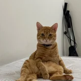 Котик Оскар, 1 год — tiger cat, Egyptian cat, tabby (photo 4)