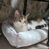Котик Амур — tiger cat, tabby, Egyptian cat (photo 1)
