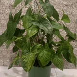 Церропегия Вуда вариегатная — pot, head cabbage, cucumber (photo 2)
