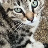 Котёнок Шпрот в добрые руки — tabby, Egyptian cat, tiger cat (photo 1)