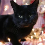 Кошка Бяка в добрые руки — Egyptian cat, Siamese cat (photo 5)