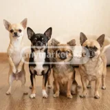 Собака Чихуахуа — Chihuahua (photo 1)