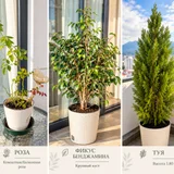 Спатифиллум — pot (photo 2)