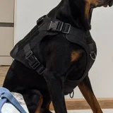 Тактическая шлейка для собак — Doberman, black-and-tan coonhound, Rottweiler (photo 1)