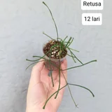 Растения Hoya Retusa и Sansevieria Moonshine — pot (photo 1)