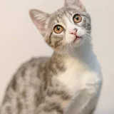Котенок Юми — Egyptian cat, tabby (photo 1)