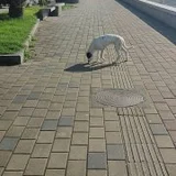 Щенок Бедлингтон Терьера — Bedlington terrier (photo 1)
